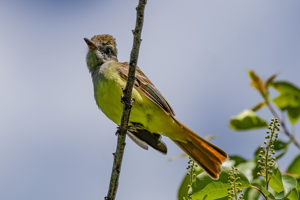 Great Crested Flycatcher - ML619778998