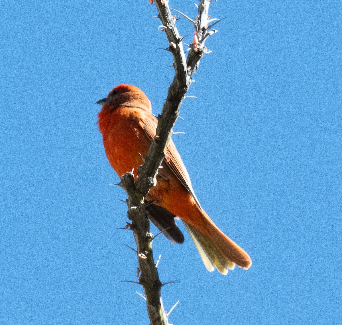 Hepatic Tanager - ML619779080