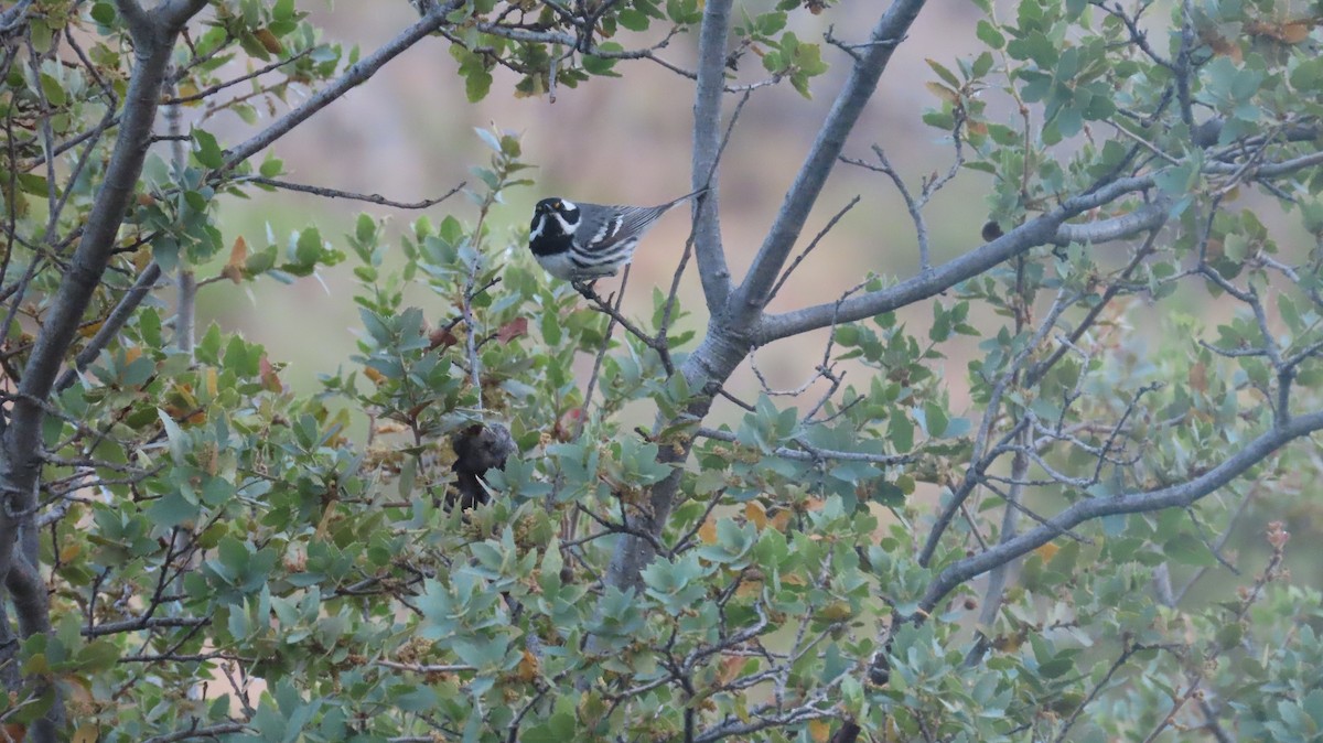 Black-throated Gray Warbler - ML619779095