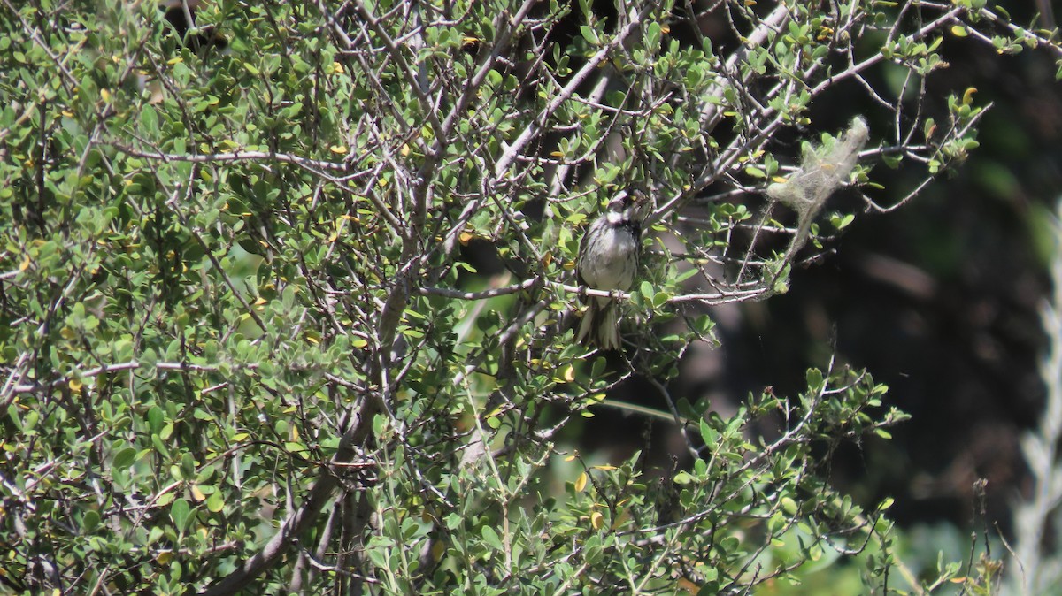 Black-throated Gray Warbler - ML619779096