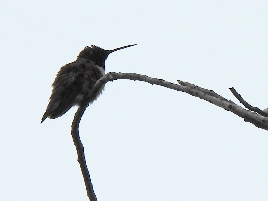 Black-chinned Hummingbird - ML619779140