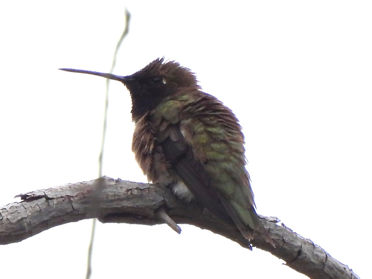 Black-chinned Hummingbird - ML619779141