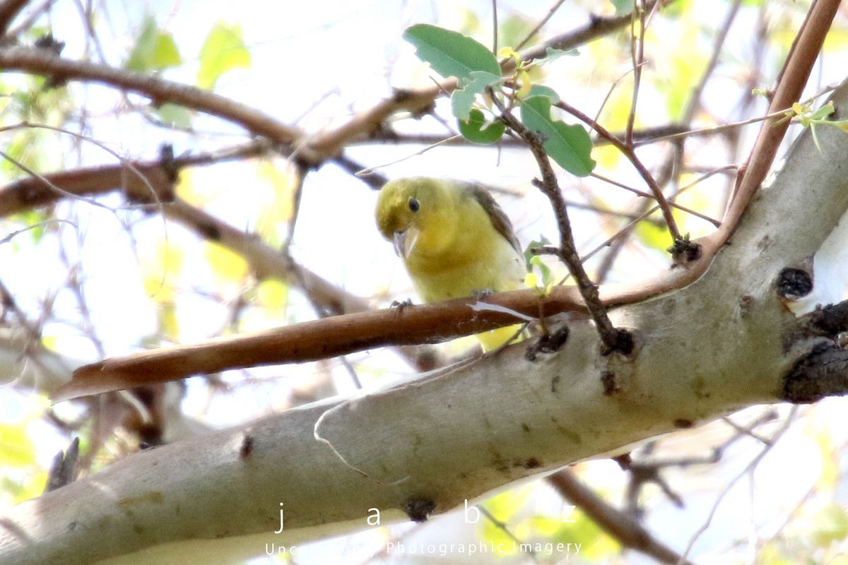 Western Tanager - ML619779157