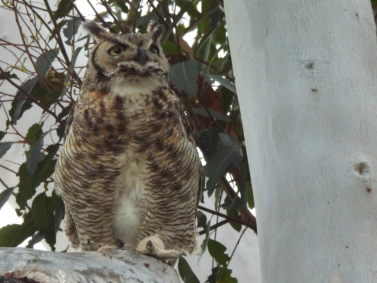 Great Horned Owl - ML619779175