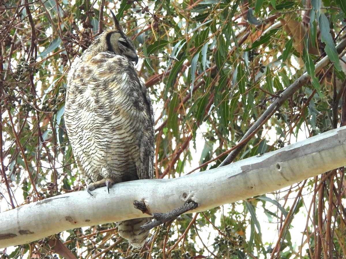 Great Horned Owl - ML619779176