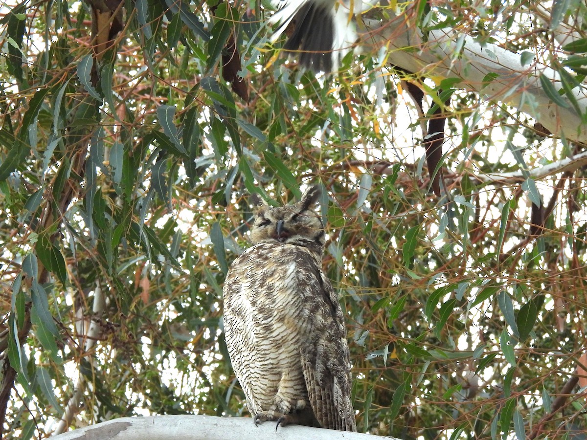 Great Horned Owl - ML619779179