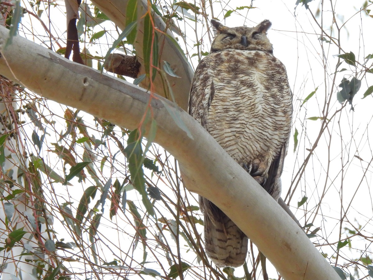 Great Horned Owl - ML619779180