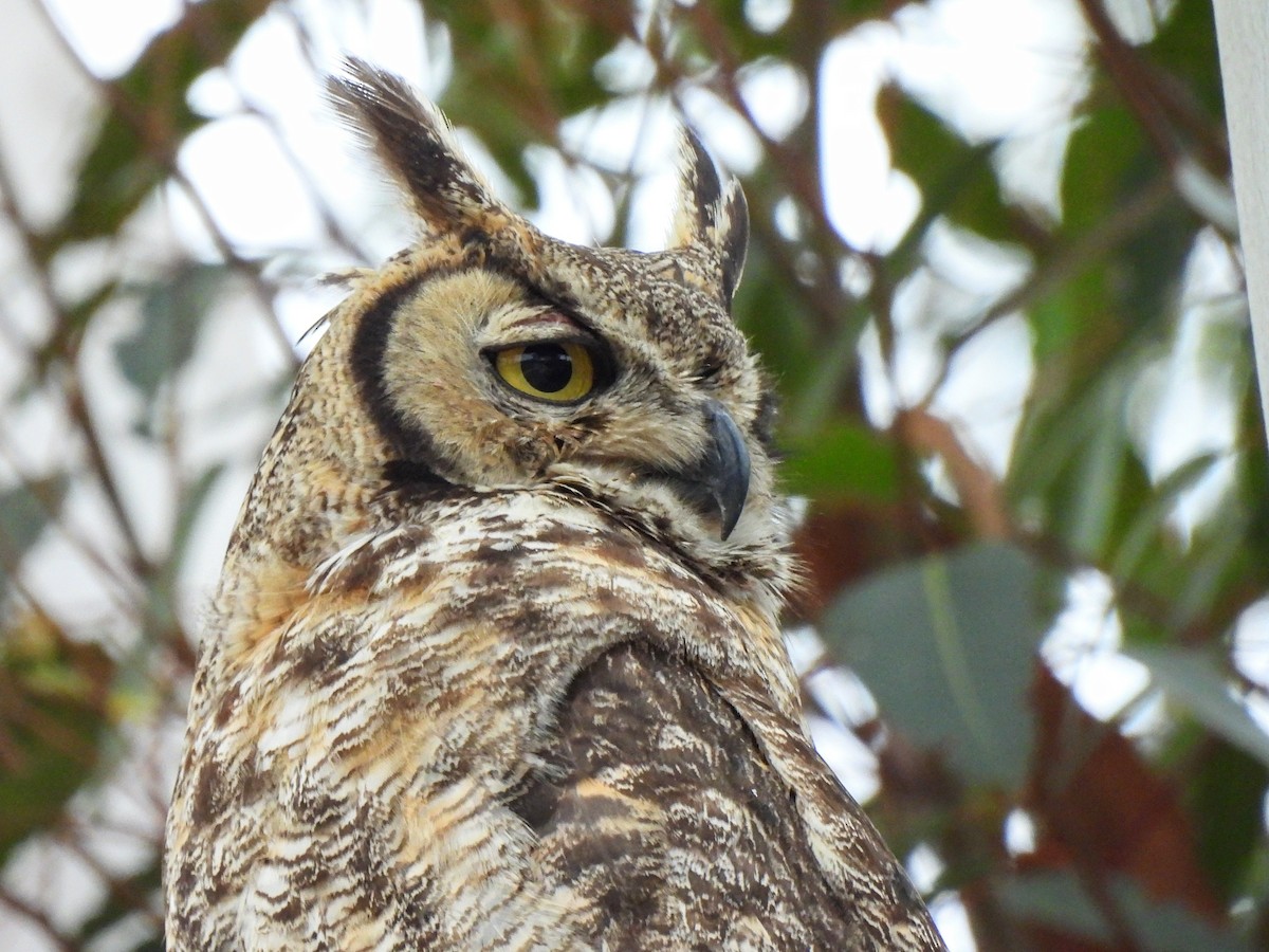 Great Horned Owl - ML619779182