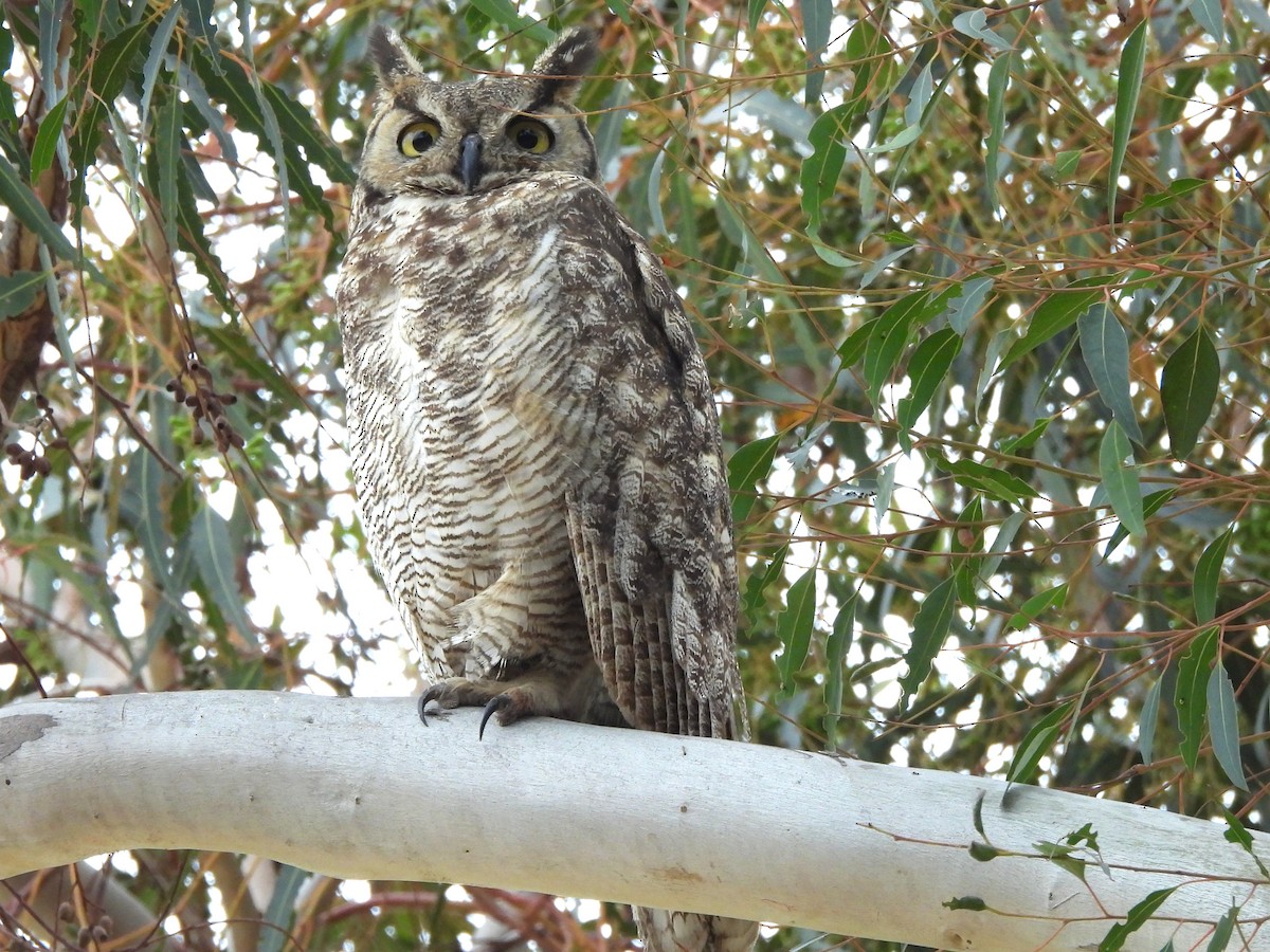 Great Horned Owl - ML619779183