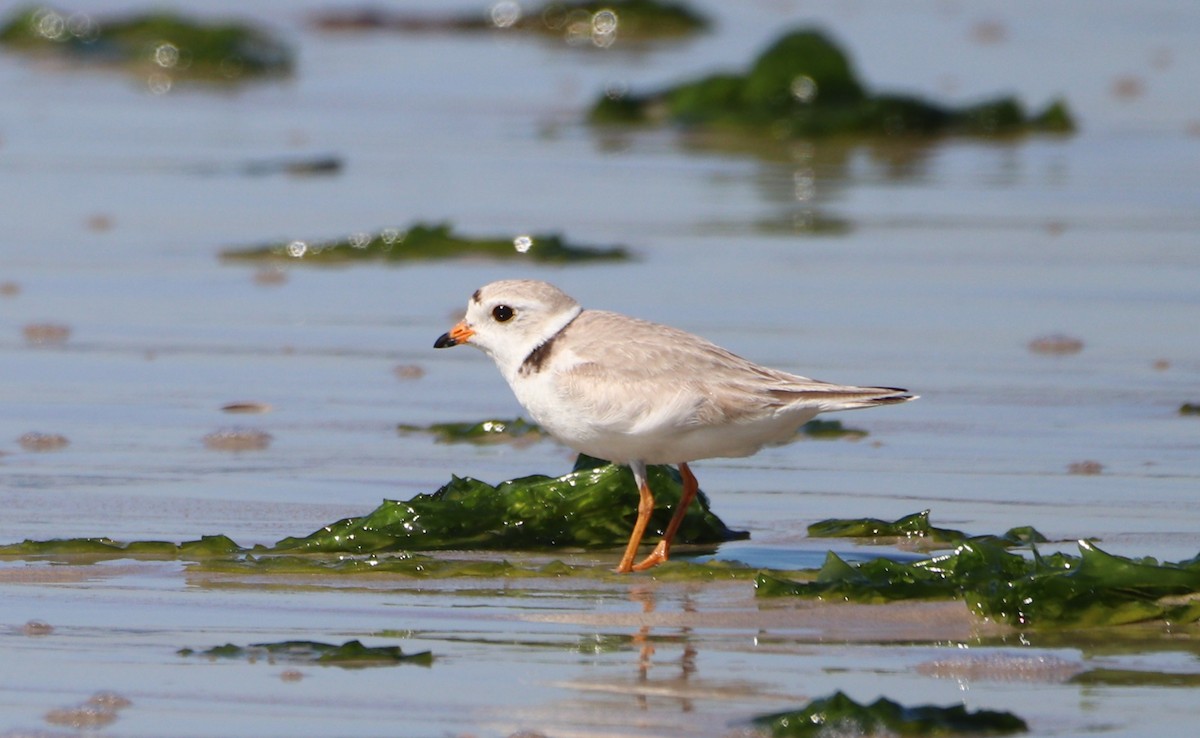 Piping Plover - ML619779195