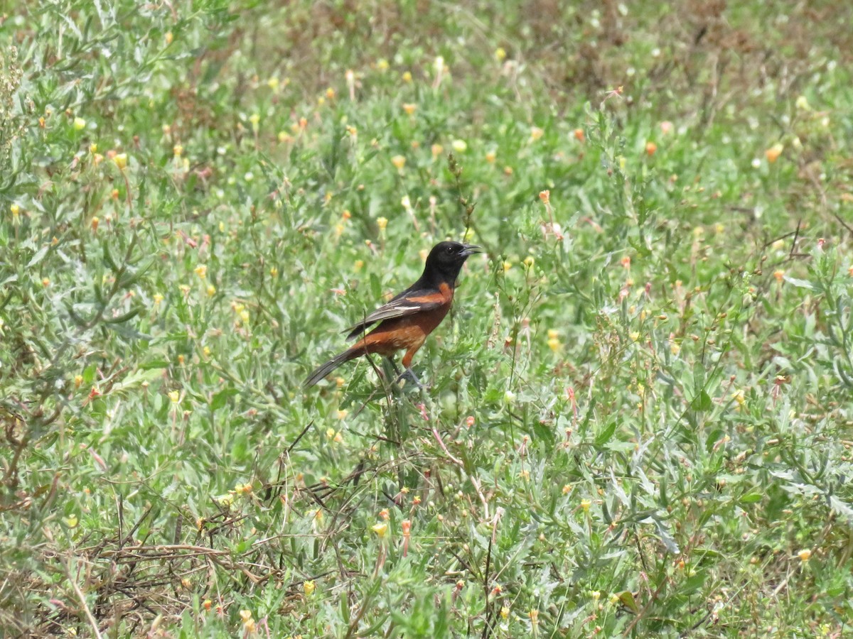 Orchard Oriole - ML619779245