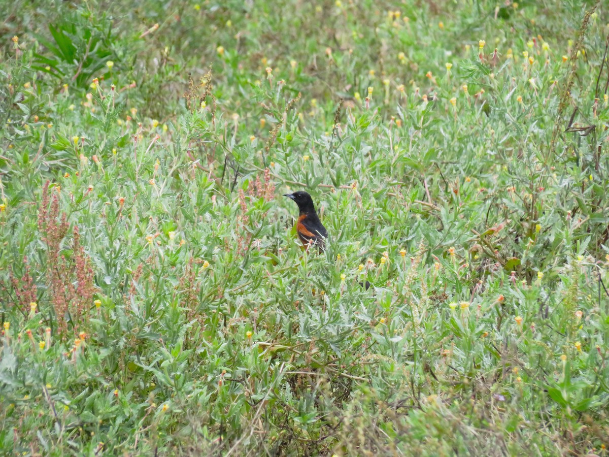 Orchard Oriole - ML619779246