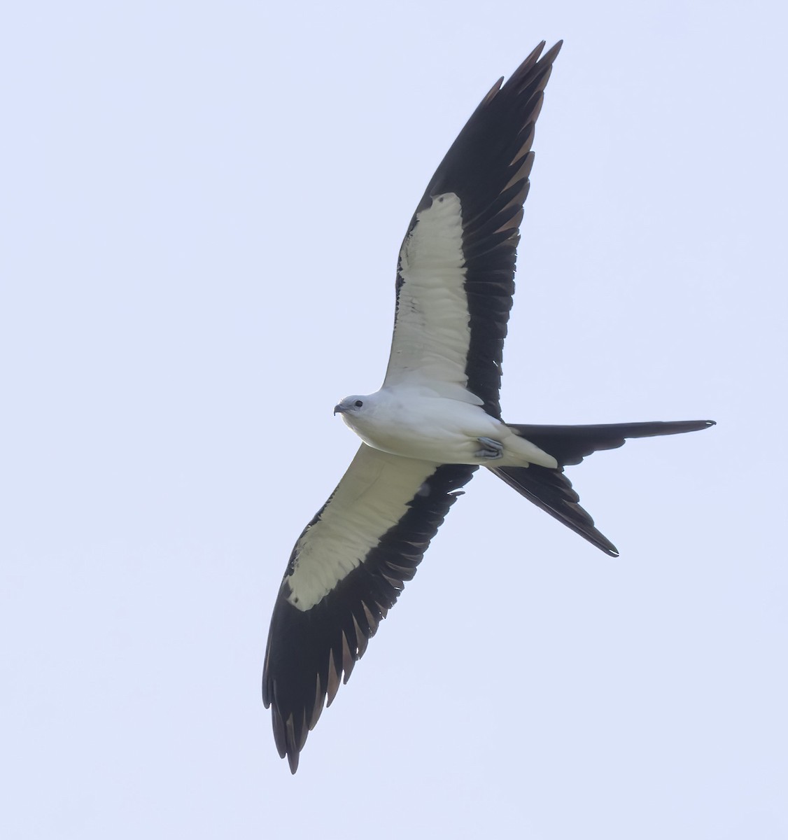 Swallow-tailed Kite - ML619779276