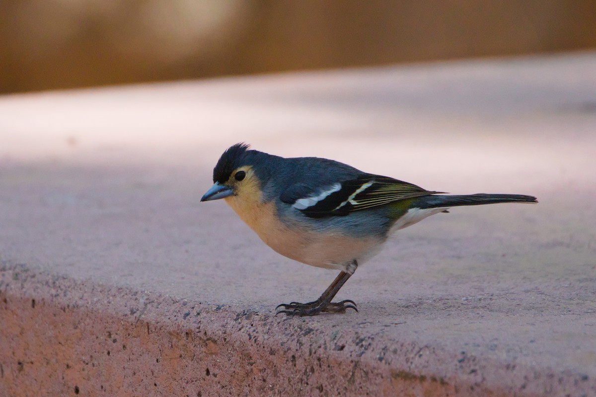 Canary Islands Chaffinch (Canary Is.) - ML619779324