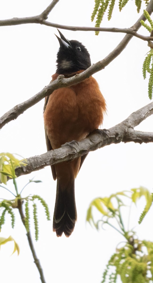 Orchard Oriole - ML619779330