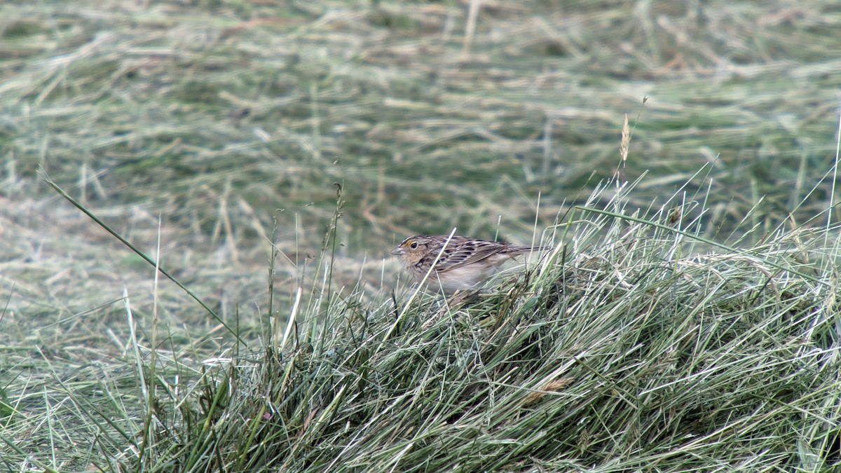 Grasshopper Sparrow - ML619779356