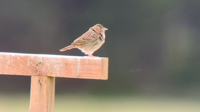 Grasshopper Sparrow - ML619779358