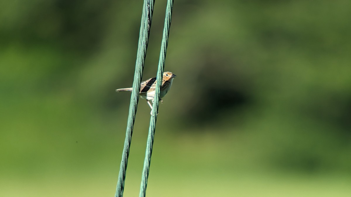 Grasshopper Sparrow - ML619779411