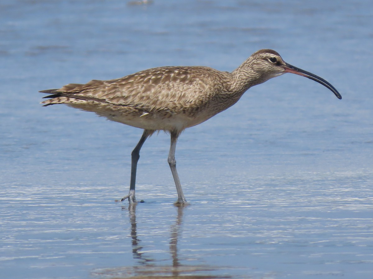 Long-billed Curlew - ML619779425