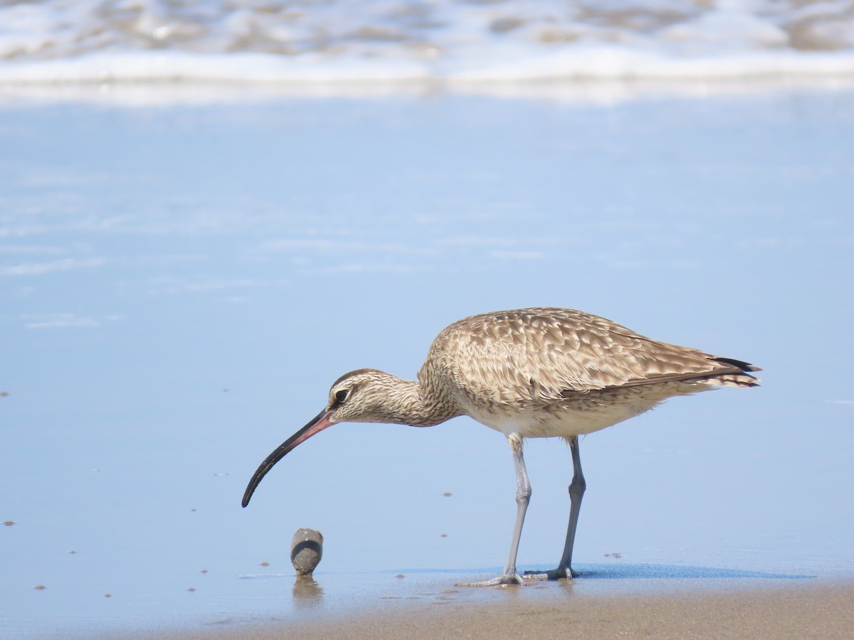 Long-billed Curlew - ML619779426
