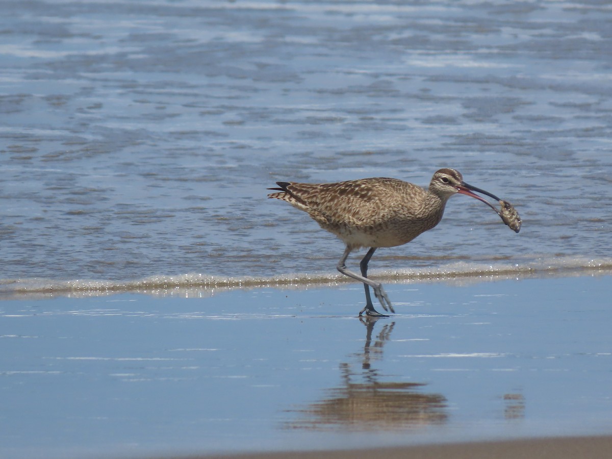 Long-billed Curlew - ML619779427