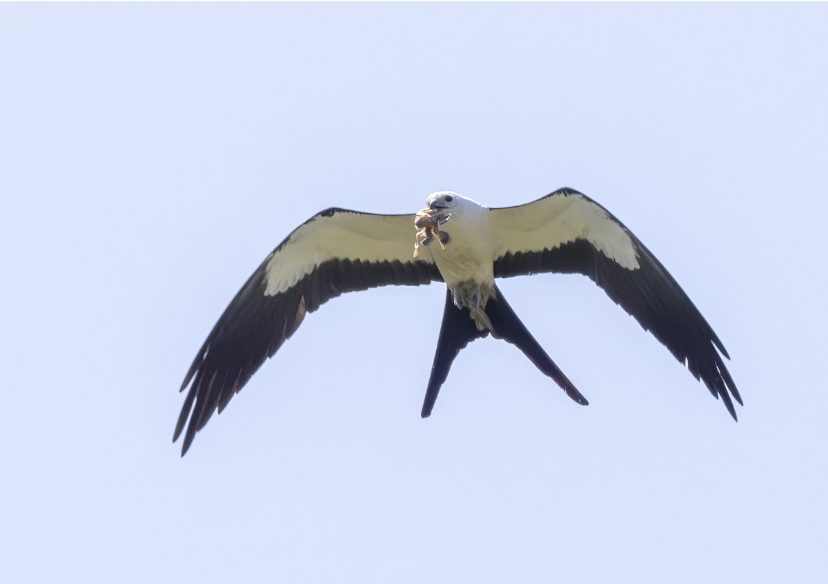 Swallow-tailed Kite - ML619779445