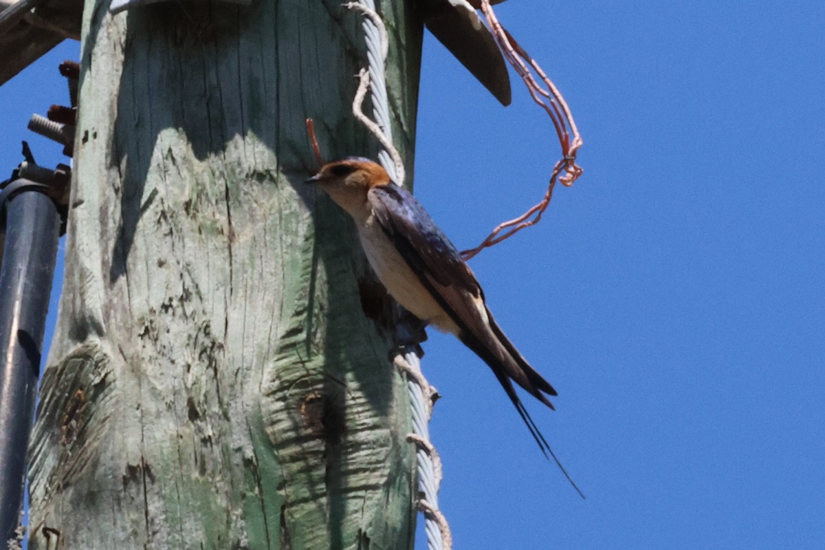 Red-rumped Swallow - ML619779471
