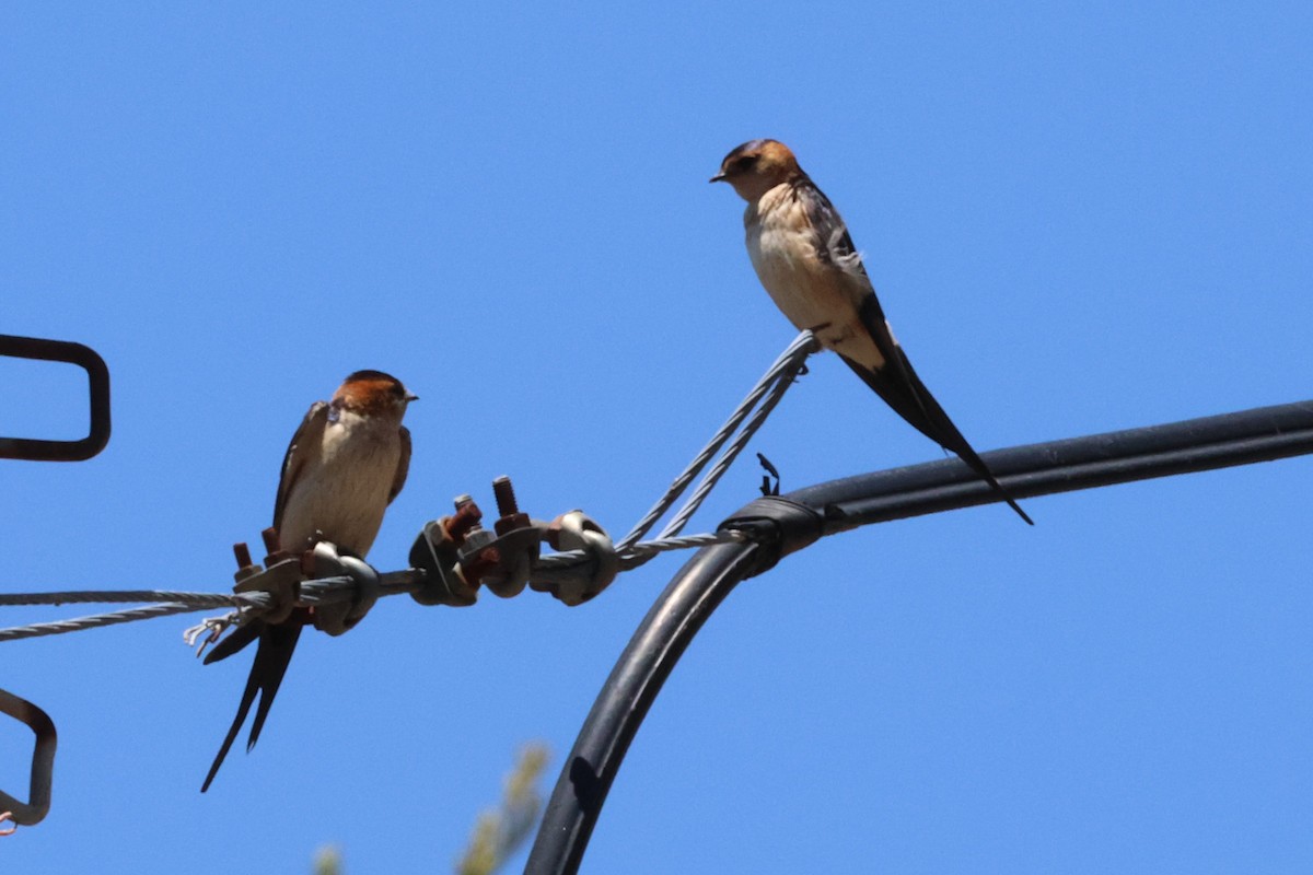 Red-rumped Swallow - ML619779475
