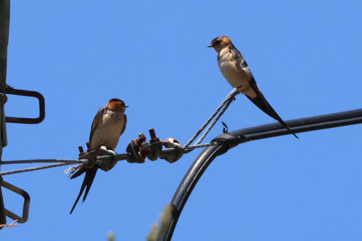 Red-rumped Swallow - ML619779477