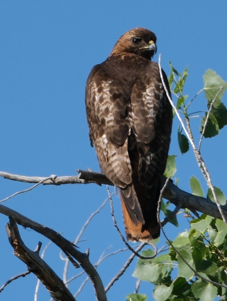 Red-tailed Hawk - ML619779503
