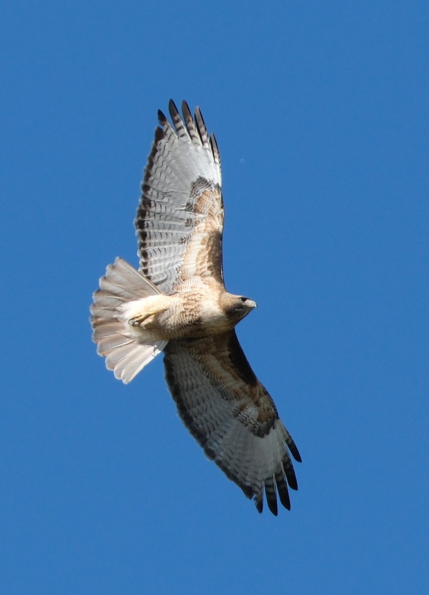 Red-tailed Hawk - ML619779504