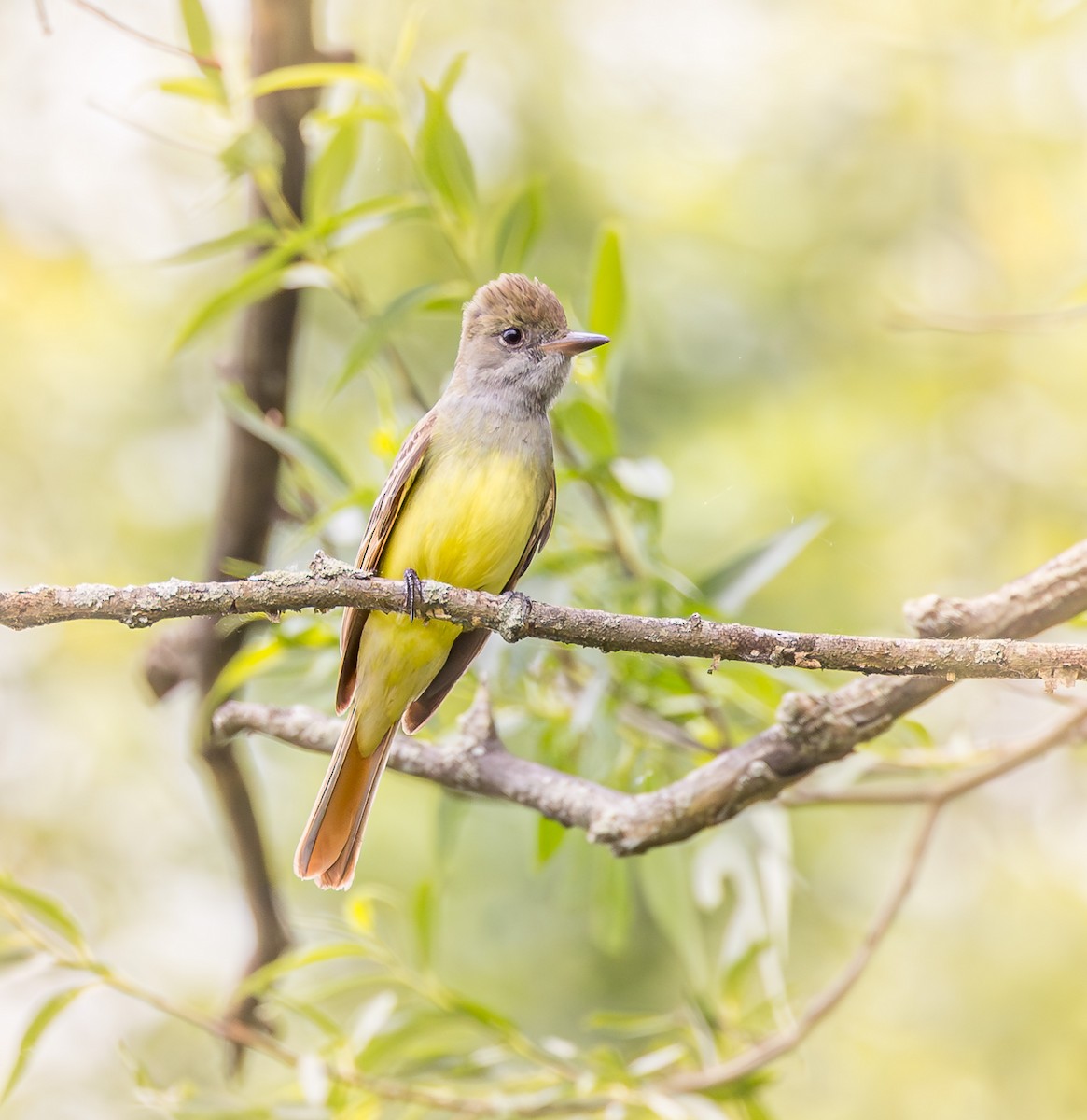 Great Crested Flycatcher - ML619779527