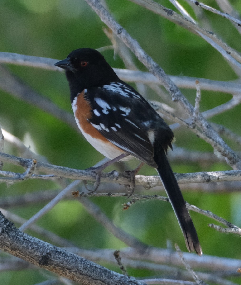 Spotted Towhee - ML619779589