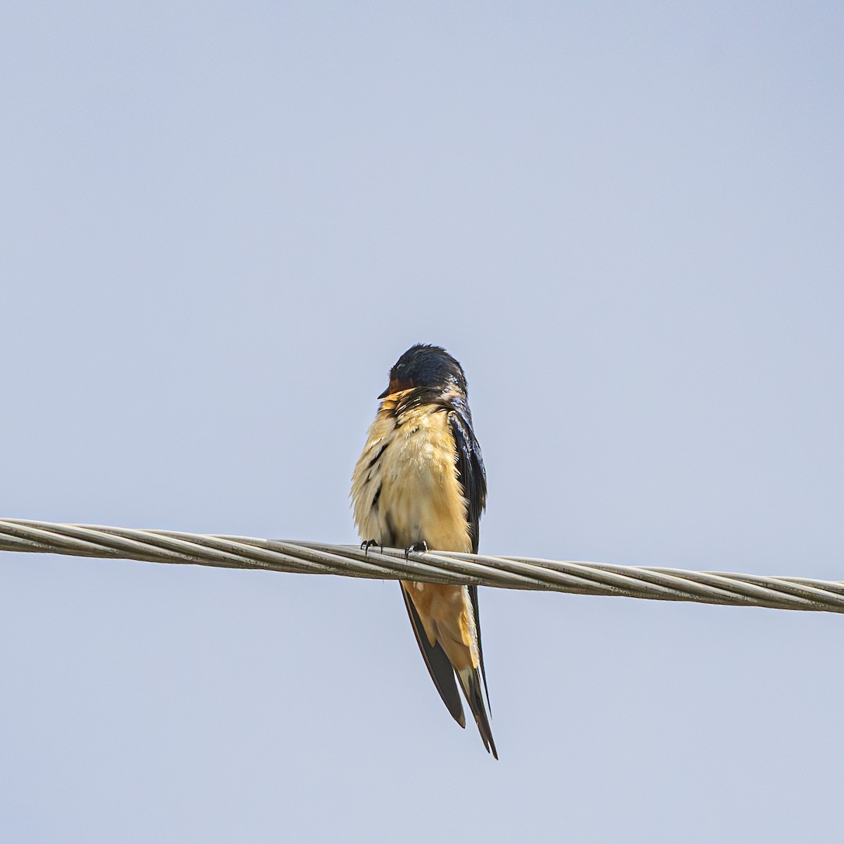 Barn Swallow - ML619779594