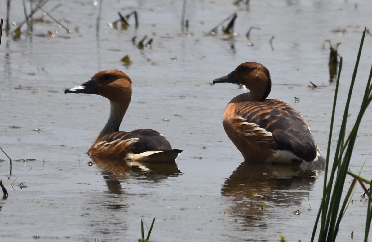 Fulvous Whistling-Duck - ML619779640