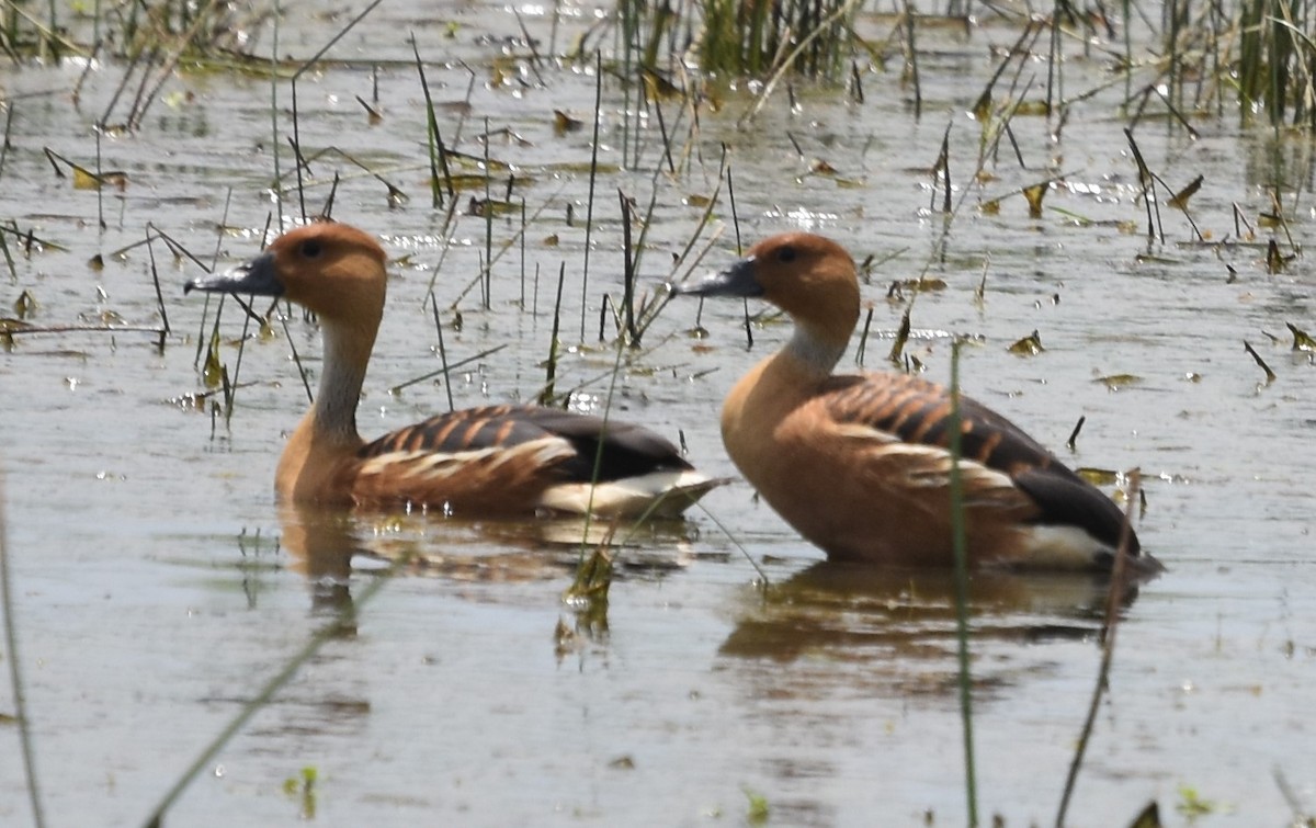 Fulvous Whistling-Duck - ML619779641