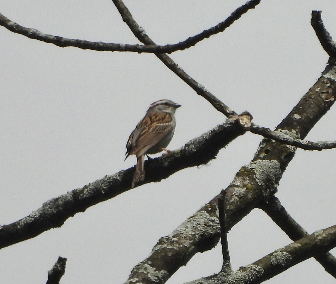 Chipping Sparrow - ML619779656