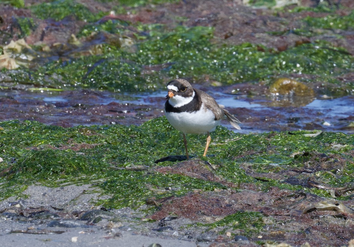 Semipalmated Plover - ML619779657
