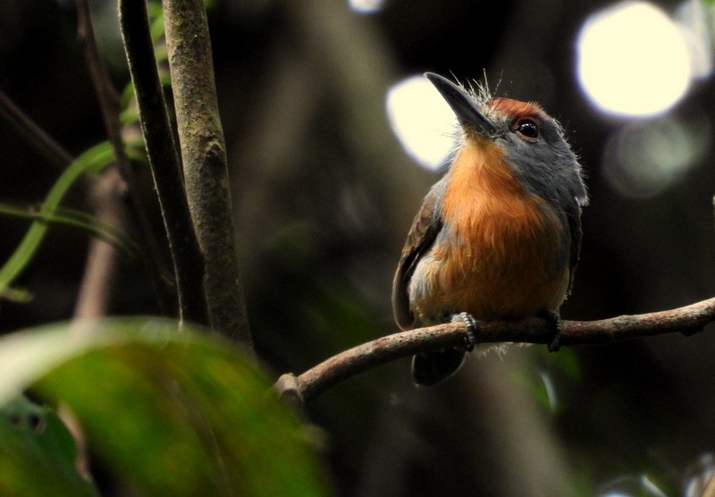 Rufous-capped Nunlet - ML619779659