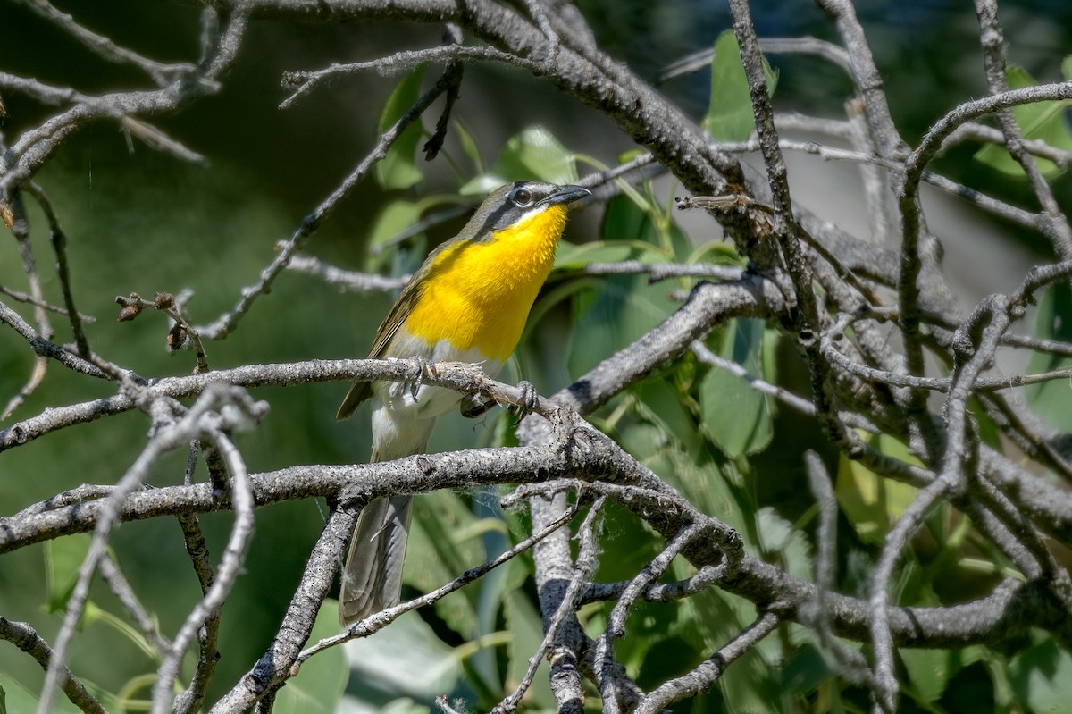 Yellow-breasted Chat - ML619779691