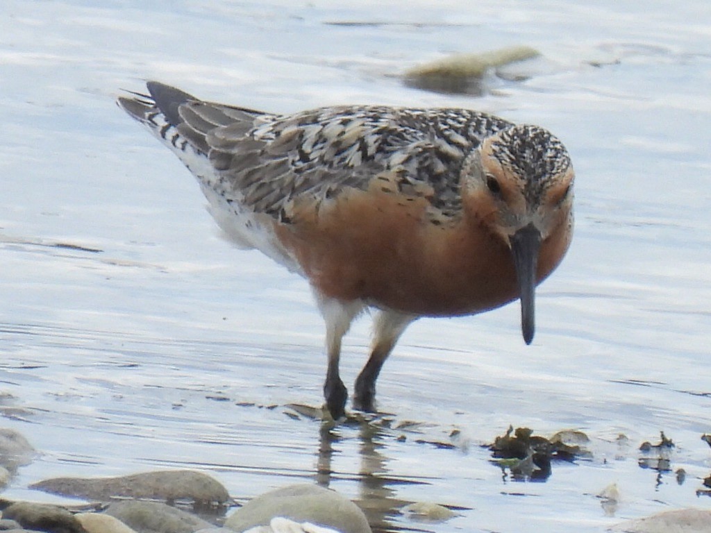 Red Knot - ML619779699