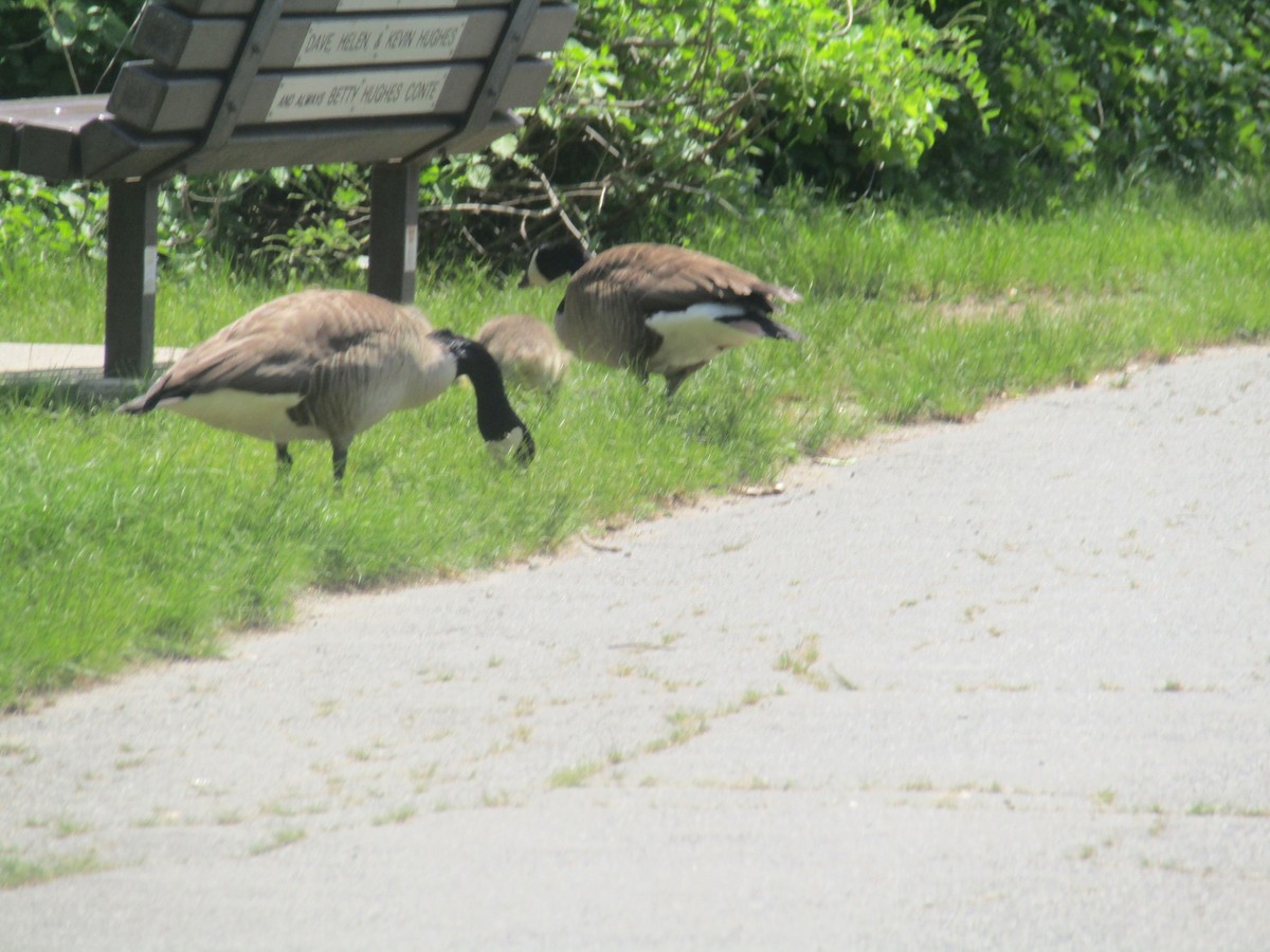 Canada Goose - ML619779743