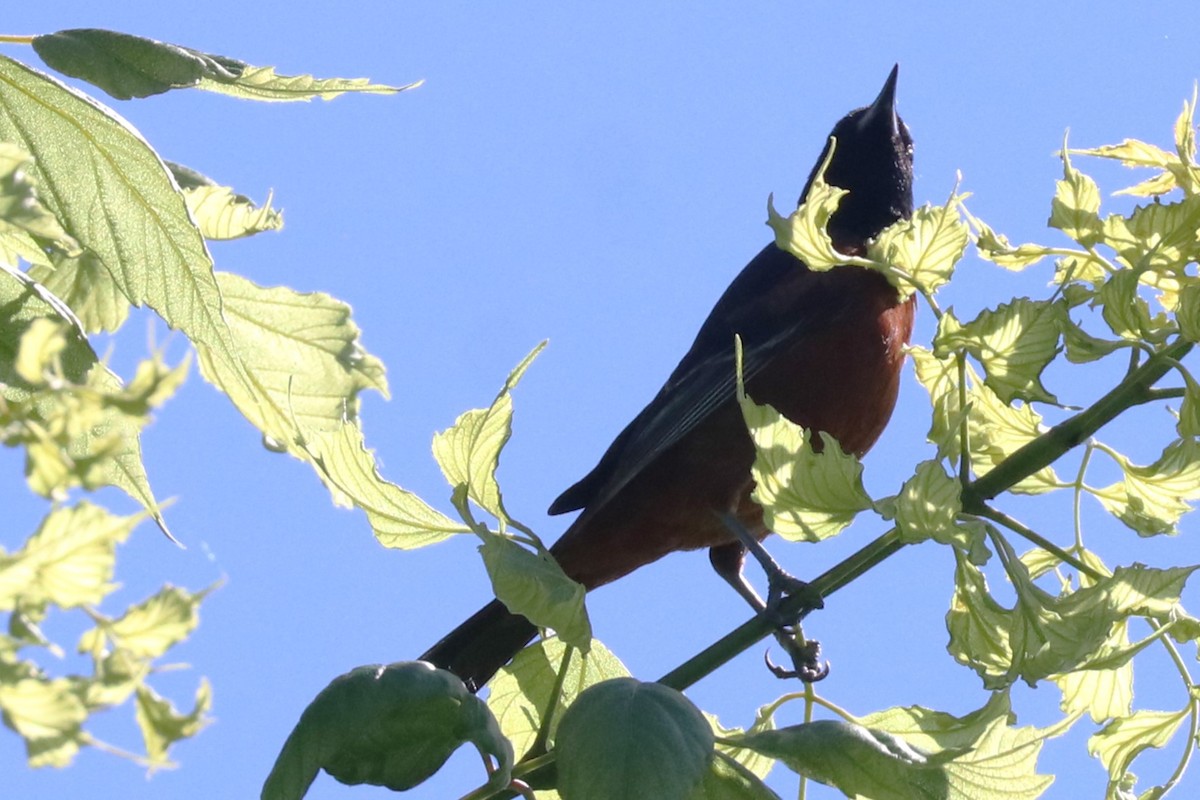 Orchard Oriole - ML619779825