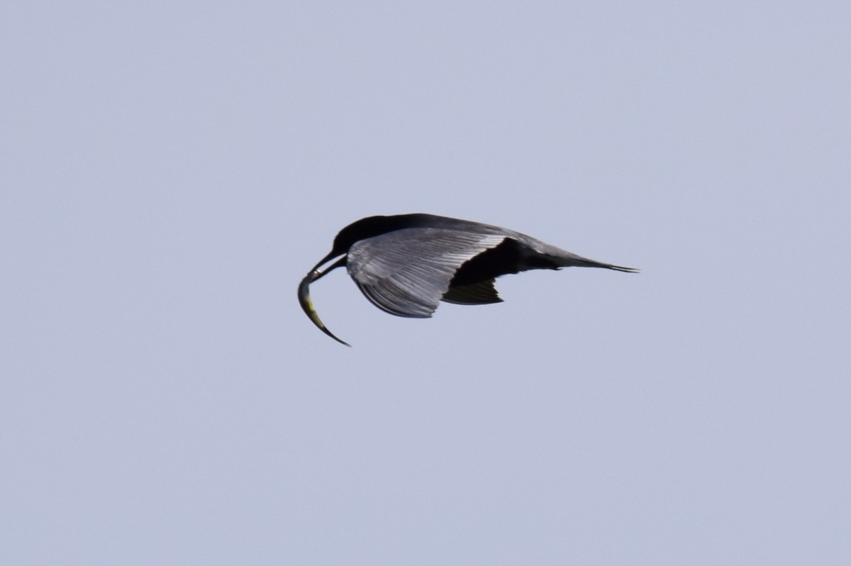 Black Tern - ML619779925