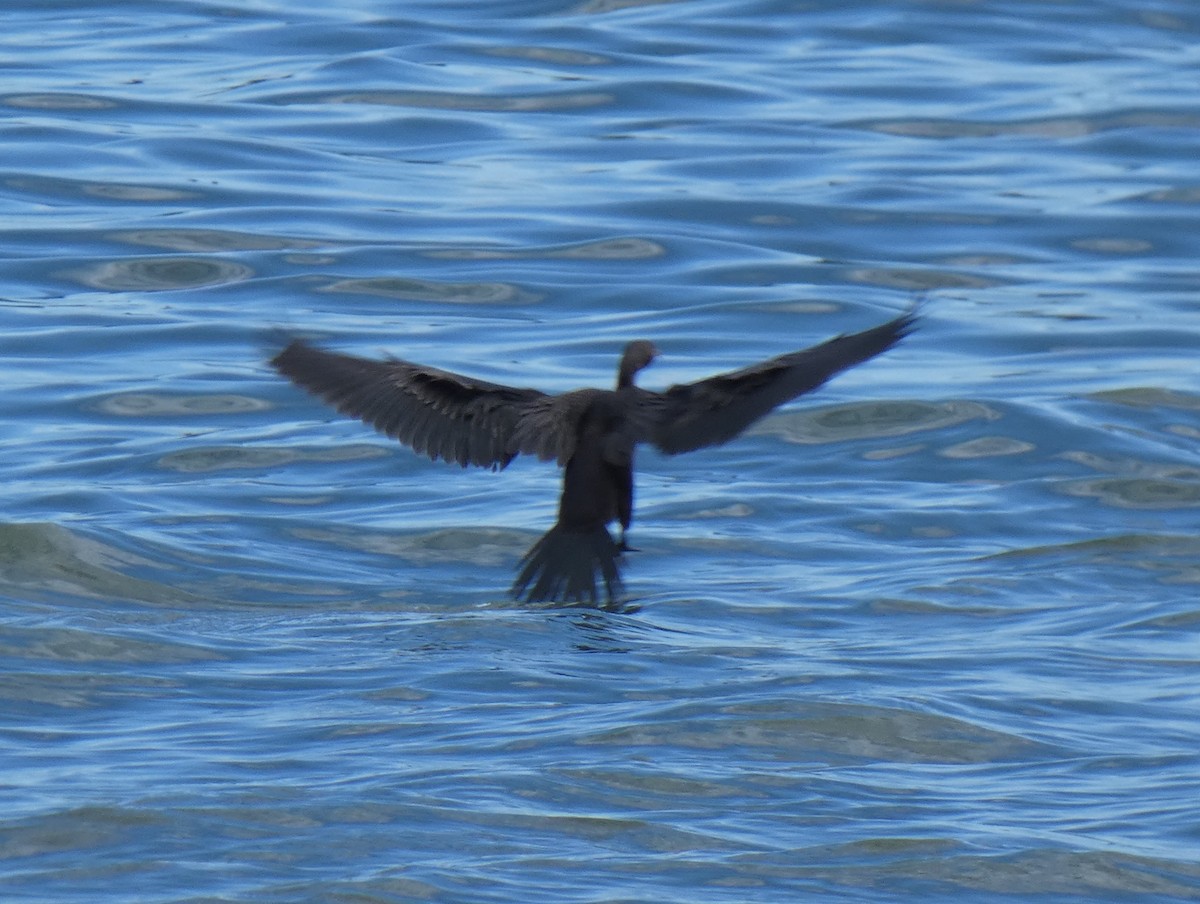 Long-tailed Cormorant - ML619779934