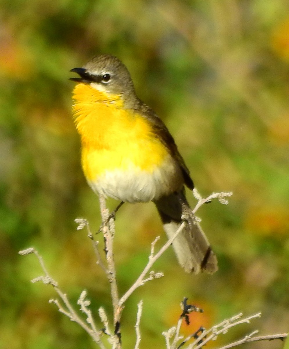 Yellow-breasted Chat - ML619779935