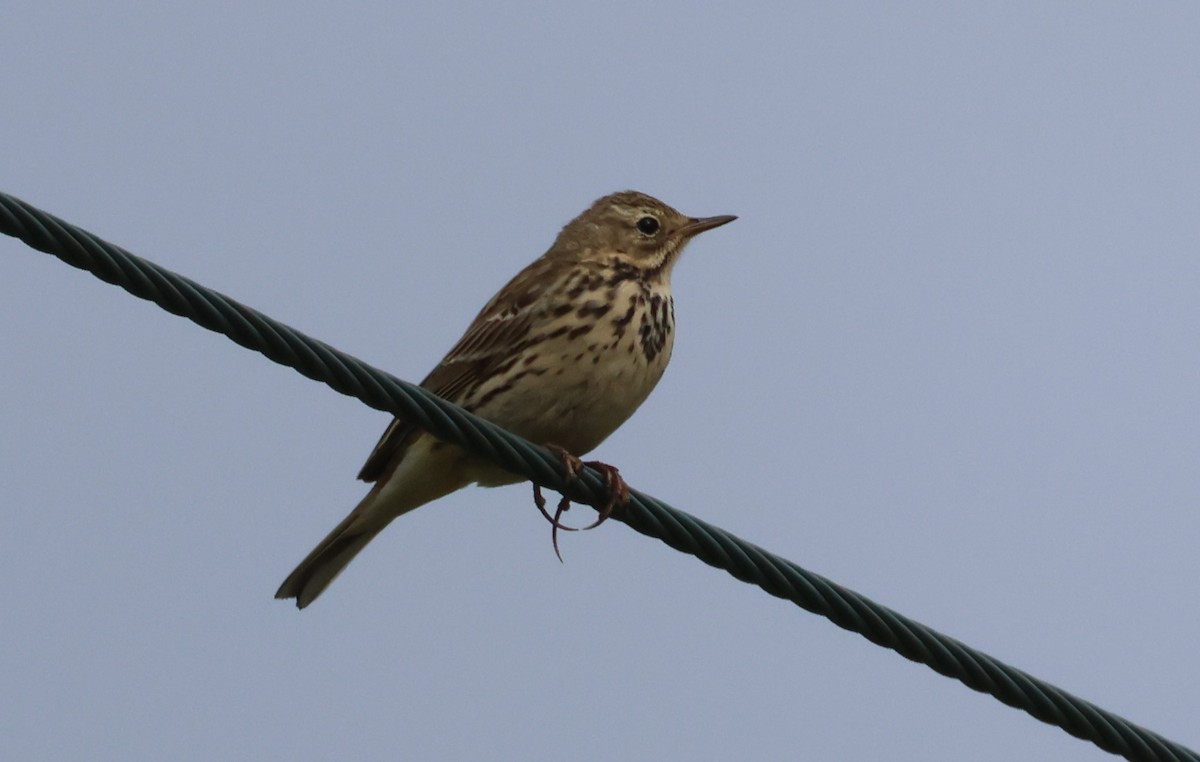 Meadow Pipit - ML619779945