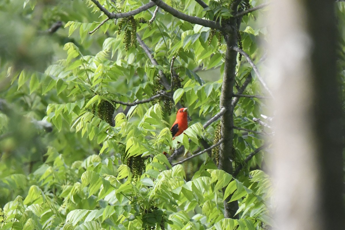 Scarlet Tanager - ML619779947