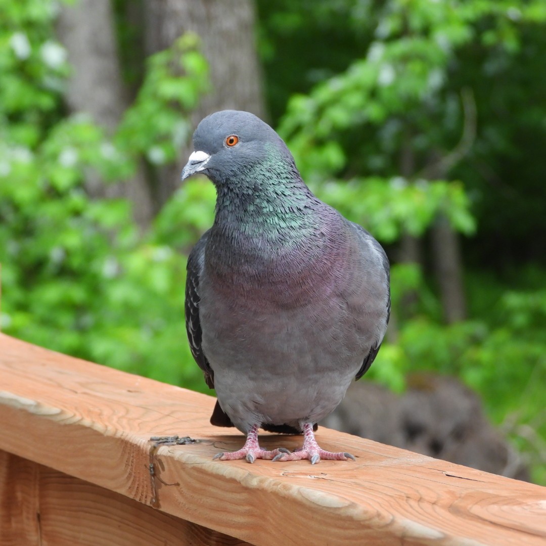 Rock Pigeon (Feral Pigeon) - ML619779977