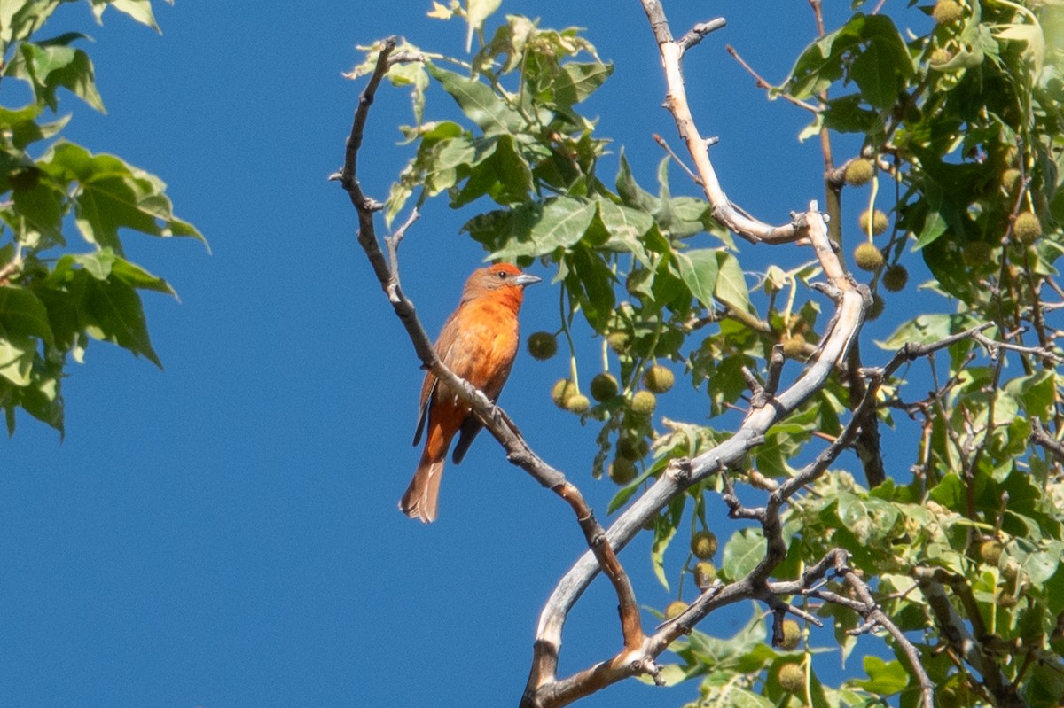 Hepatic Tanager - ML619780095
